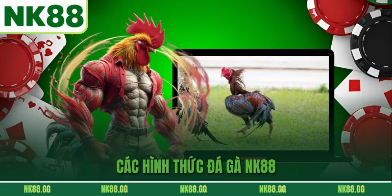 Các hình thức gà chọi phổ biến tại hệ thống NK88
