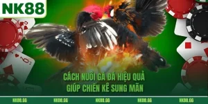 Cách Nuôi Gà Đá Hiệu Quả Giúp Chiến Kê Sung Mãn Theo Chuyên Gia NK88